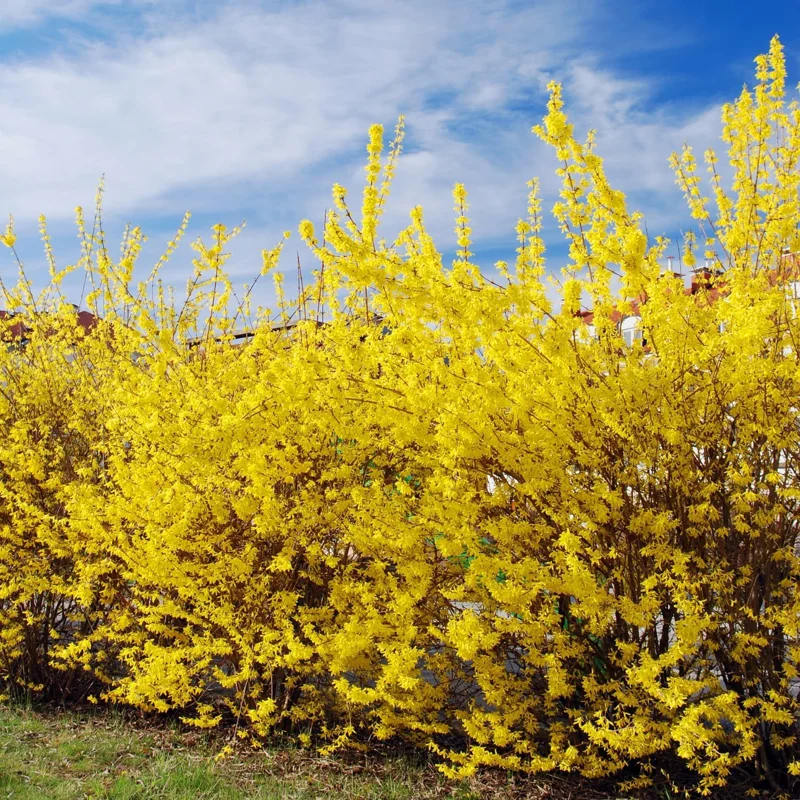 Set of 2 Lynwood Forsythia Live Plants – Bare Root, 1-2 ft Tall, Hardy Flowering Shrubs, Outdoor - Image 5