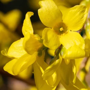 Set of 2 Lynwood Forsythia Live Plants – Bare Root, 1-2 ft Tall, Hardy Flowering Shrubs, Outdoor - Image 6