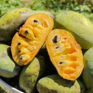 Set of 2 Pawpaw Tree Live Plant Bare Roots, Hardy, 6-12 Inches Tall, Zones 5-9 - Image 1