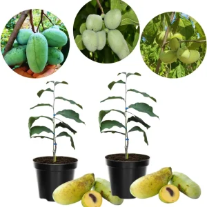 Set of 2 Pawpaw Tree Live Plant Bare Roots, Hardy, 6-12 Inches Tall, Zones 5-9 - Image 4