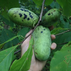 Set of 2 Pawpaw Tree Live Plant Bare Roots, Hardy, 6-12 Inches Tall, Zones 5-9 - Image 5