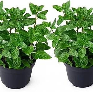 Set of 2 Peppermint Live Plants 4-6 Inches – Perennial Mint Herb for Indoor/Outdoor - Image 3