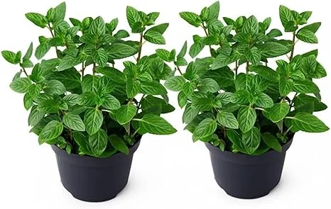 Set of 2 Peppermint Live Plants 4-6 Inches – Perennial Mint Herb for Indoor/Outdoor - Image 3
