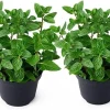Set of 2 Peppermint Live Plants 4-6 Inches – Perennial Mint Herb for Indoor/Outdoor - Image 1