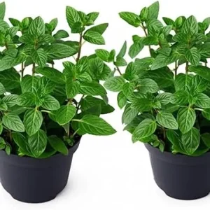 Set of 2 Peppermint Live Plants 4-6 Inches – Perennial Mint Herb for Indoor/Outdoor - Image 1