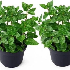 Set of 2 Peppermint Live Plants 4-6 Inches – Perennial Mint Herb for Indoor/Outdoor - Image 5