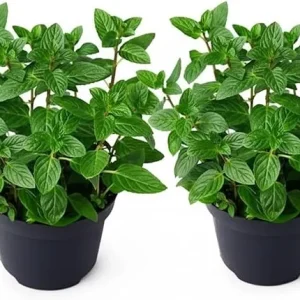 Set of 2 Peppermint Live Plants 4-6 Inches – Perennial Mint Herb for Indoor/Outdoor - Image 6
