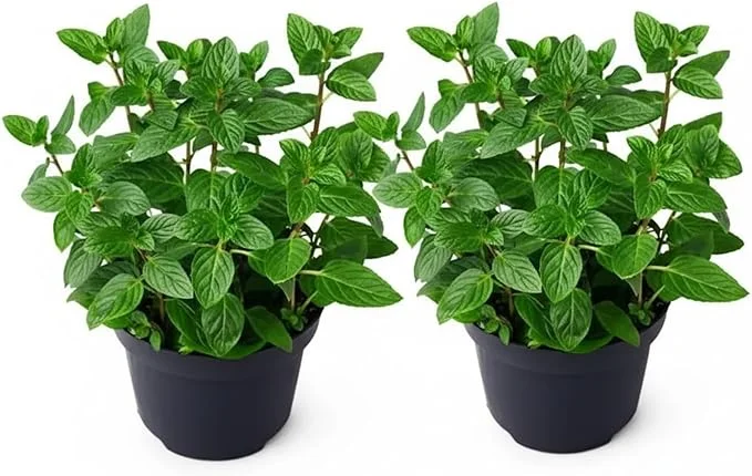 Set of 2 Peppermint Live Plants 4-6 Inches – Perennial Mint Herb for Indoor/Outdoor - Image 6