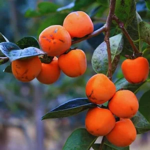 Set of 2 Persimmon Tree Bare Root Plants, 12-20 Inches Tall, Cold Hardy Fruit - Image 3