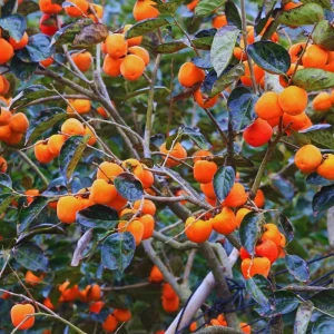 Set of 2 Persimmon Tree Bare Roots, 12-20 Inches, Cold Hardy Fruit Plant - Image 4