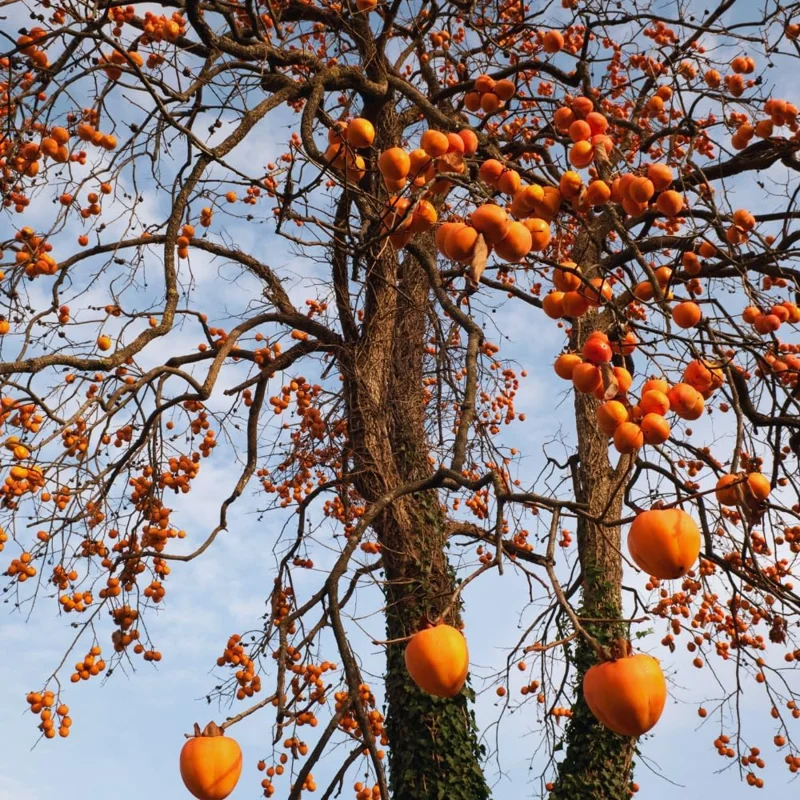 Set of 2 Persimmon Tree Bare Roots, 12-20 Inches, Cold Hardy Fruit Plant - Image 7
