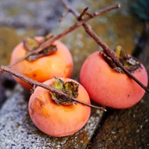 Set of 2 Persimmon Tree Seedlings, Bare Root, 6-12 Inches Tall, Outdoor - Image 4