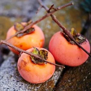 Set of 2 Persimmon Tree Seedlings, Bare Root, 6-12 Inches Tall, Outdoor - Image 7