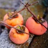 Set of 2 Persimmon Tree Seedlings, Bare Root, 6-12 Inches Tall, Outdoor - Image 1