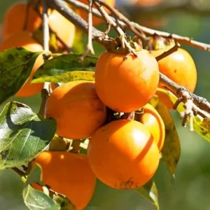 Set of 2 Persimmon Trees Bare Root, 1-2 Ft Tall Hardy Fruit Tree Seedlings for Outdoor Planting - Image 6