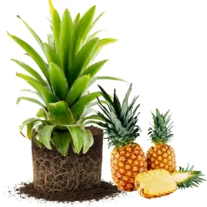 Set of 2 Pineapple Plants Live, 4-8 Inch Tall Tropical Fruit Shrubs for Outdoor - Image 1