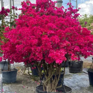 Set of 2 Purple Bougainvillea Live Plants, Tropical Flowering Perennial, 5-8 Inches Tall, Indoor/Outdoor - Image 2