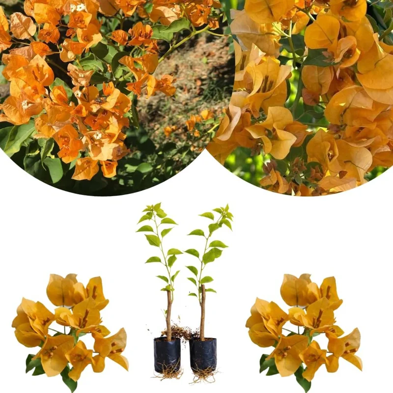 Set of 2 Purple Bougainvillea Live Plants, Tropical Flowering Perennial, 5-8 Inches Tall, Indoor/Outdoor - Image 3