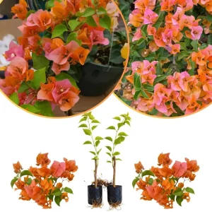 Set of 2 Purple Bougainvillea Live Plants, Tropical Flowering Perennial, 5-8 Inches Tall, Indoor/Outdoor - Image 4