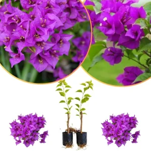 Set of 2 Purple Bougainvillea Live Plants, Tropical Flowering Perennial, 5-8 Inches Tall, Indoor/Outdoor - Image 5