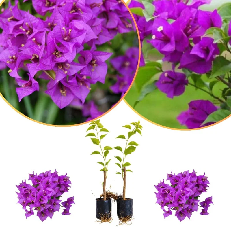 Set of 2 Purple Bougainvillea Live Plants, Tropical Flowering Perennial, 5-8 Inches Tall, Indoor/Outdoor - Image 5