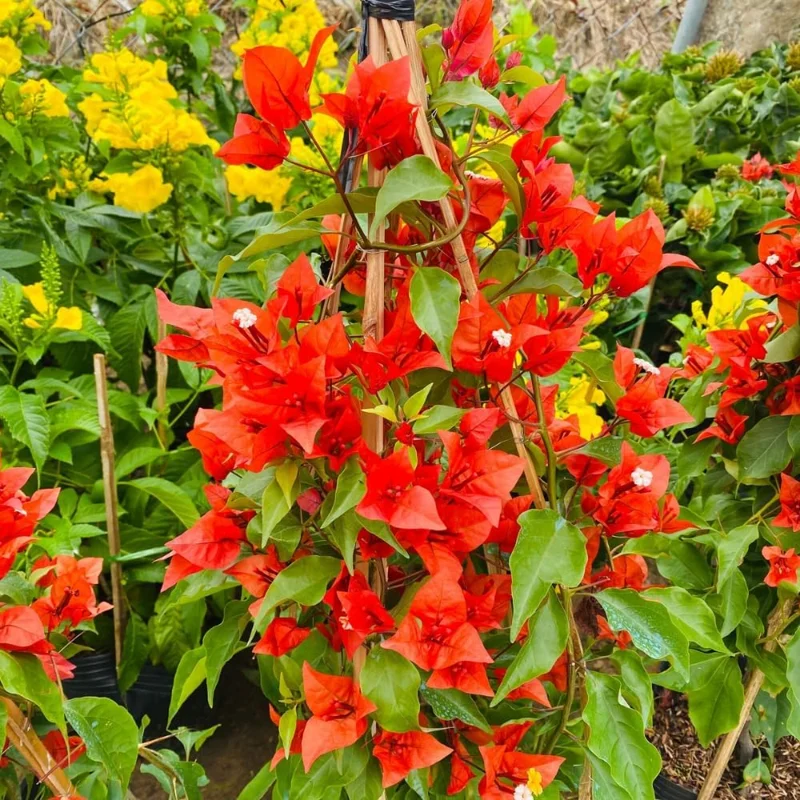 Set of 2 Purple Bougainvillea Live Plants, Tropical Flowering Perennial, 5-8 Inches Tall, Indoor/Outdoor - Image 6