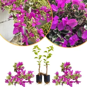 Set of 2 Purple Bougainvillea Live Plants, Tropical Flowering Perennial, 5-8 Inches Tall, Indoor/Outdoor - Image 7