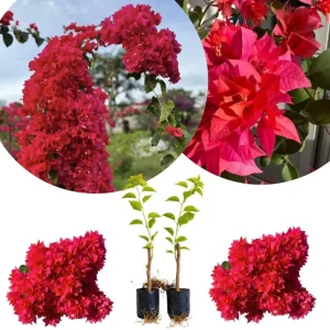 Set of 2 Purple Bougainvillea Live Plants, Tropical Flowering Perennial, 5-8 Inches Tall, Indoor/Outdoor - Image 9