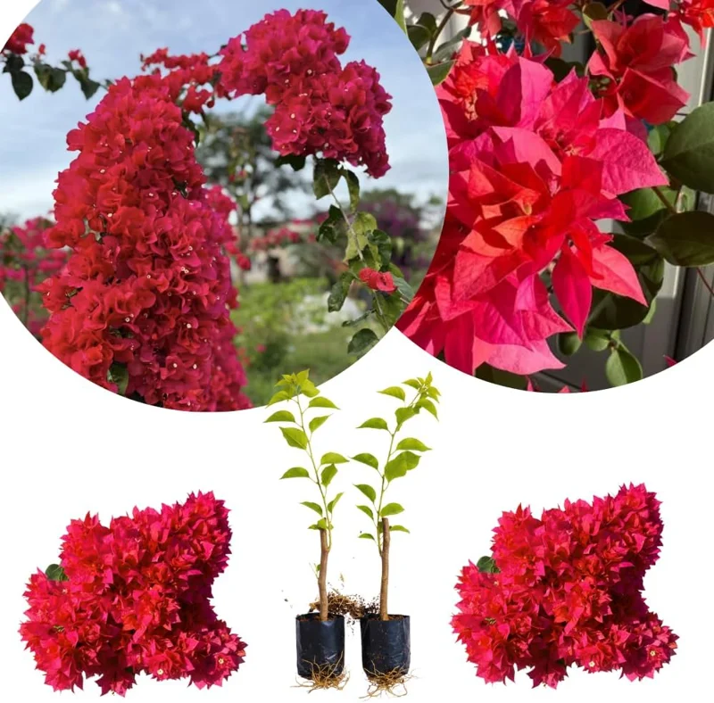 Set of 2 Purple Bougainvillea Live Plants, Tropical Flowering Perennial, 5-8 Inches Tall, Indoor/Outdoor - Image 9