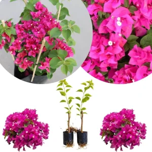 Set of 2 Purple Bougainvillea Live Plants, Tropical Flowering Perennial, 5-8 Inches Tall, Indoor/Outdoor - Image 1