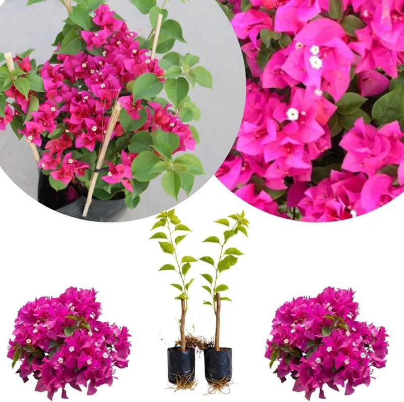 Set of 2 Purple Bougainvillea Live Plants, Tropical Flowering Perennial, 5-8 Inches Tall, Indoor/Outdoor - Image 1