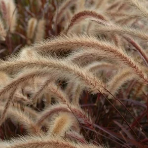 Set of 2 Purple Fountain Grass Live Plants, Pennisetum Setaceum Rubrum, 5-9 Inch Tall, Outdoor Perennial - Image 4
