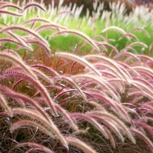 Set of 2 Purple Fountain Grass Live Plants, Pennisetum Setaceum Rubrum, 5-9 Inch Tall, Outdoor Perennial - Image 6