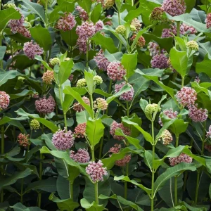 Set of 2 Purple Milkweed Live Plants, Asclepias Tuberosa, 5-8 Inch Tall, Perennial for Outdoor Planting - Image 2