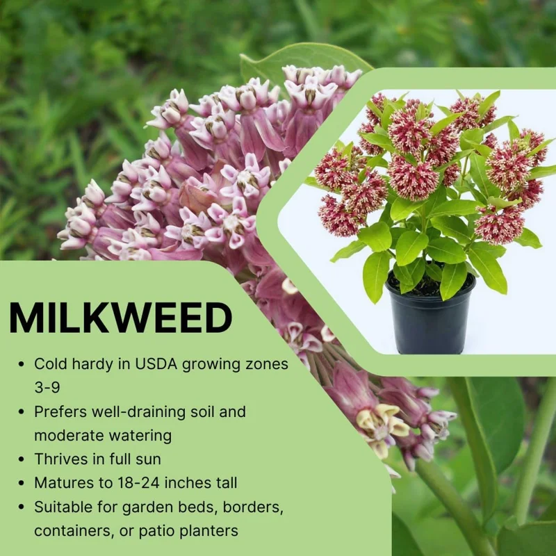 Set of 2 Purple Milkweed Live Plants, Asclepias Tuberosa, 5-8 Inch Tall, Perennial for Outdoor Planting - Image 4