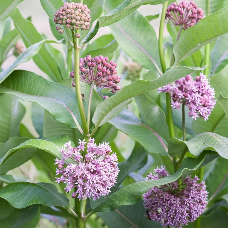 Set of 2 Purple Milkweed Live Plants, Asclepias Tuberosa, 5-8 Inch Tall, Perennial for Outdoor Planting - Image 6