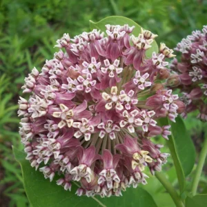 Set of 2 Purple Milkweed Live Plants, Asclepias Tuberosa, 5-8 Inch Tall, Perennial for Outdoor Planting - Image 7