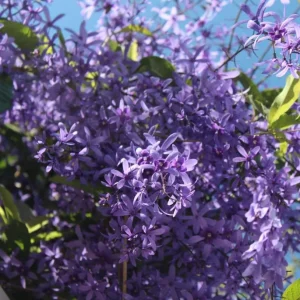 Set of 2 Purple Queen's Wreath Vine Live Plant, Petrea Volubilis, 5-9 Inch Tall, Outdoor Climber - Image 2