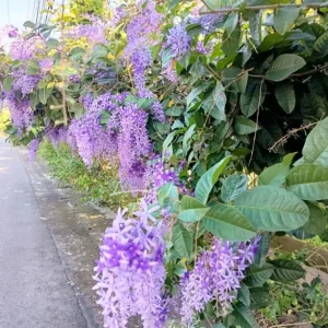 Set of 2 Purple Queen's Wreath Vine Live Plant, Petrea Volubilis, 5-9 Inch Tall, Outdoor Climber - Image 3