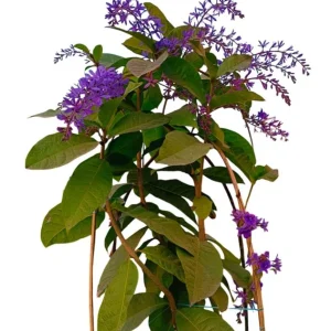 Set of 2 Purple Queen's Wreath Vine Live Plant, Petrea Volubilis, 5-9 Inch Tall, Outdoor Climber - Image 6