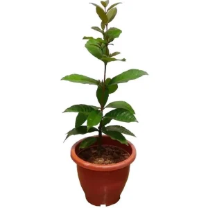 Set of 2 Purple Queen's Wreath Vine Live Plant, Petrea Volubilis, 5-9 Inch Tall, Outdoor Climber - Image 7