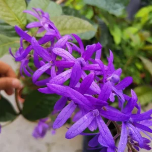 Set of 2 Purple Queen's Wreath Vine Live Plant, Petrea Volubilis, 5-9 Inch Tall, Outdoor Climber - Image 8
