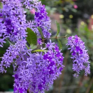 Set of 2 Purple Queen's Wreath Vine Live Plant, Petrea Volubilis, 5-9 Inch Tall, Outdoor Climber - Image 9