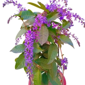 Set of 2 Purple Queen's Wreath Vine Live Plant, Petrea Volubilis, 5-9 Inch Tall, Outdoor Climber - Image 1