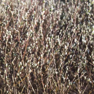 Set of 2 Pussy Willow Bare Root Trees, 1-2 ft Tall, Fast-Growing Outdoor Plant - Image 5