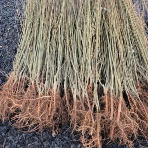 Set of 2 Pussy Willow Bare Root Trees, 1-2 ft Tall, Fast-Growing Outdoor Plant - Image 7