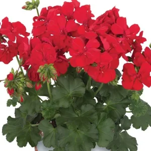 Set of 2 Red Geranium Live Plants Pelargonium - Fragrant Dark Red Flowers, 5-8