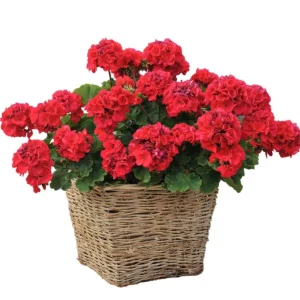 Set of 2 Red Geranium Live Plants Pelargonium - Fragrant Dark Red Flowers, 5-8