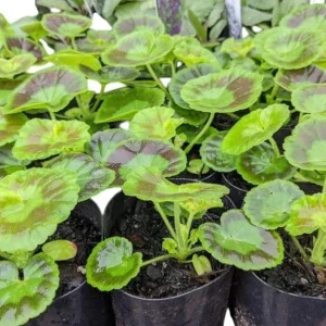 Set of 2 Red Geranium Live Plants Pelargonium - Fragrant Dark Red Flowers, 5-8