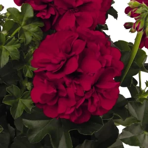 Set of 2 Red Geranium Live Plants Pelargonium - Fragrant Dark Red Flowers, 5-8
